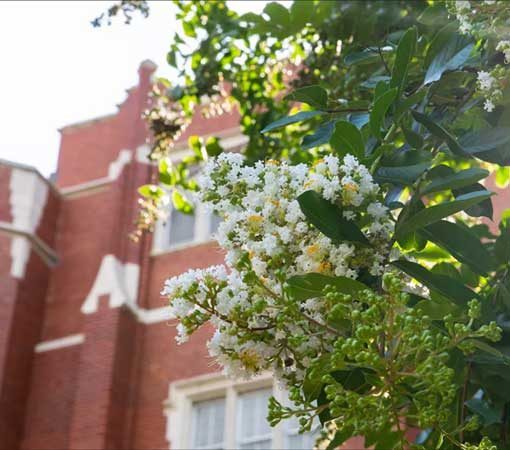 Campus Flowers